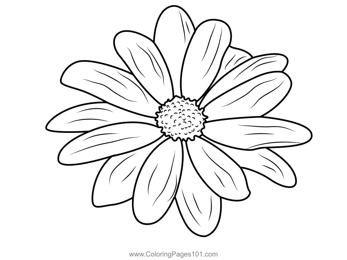 Close Up Daisy Flower Coloring Page for Kids - Free Daisies Printable