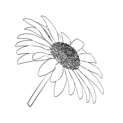 Daisy Flower Free Coloring Page for Kids