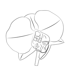 Dendrobium Orchid Flower Free Coloring Page for Kids