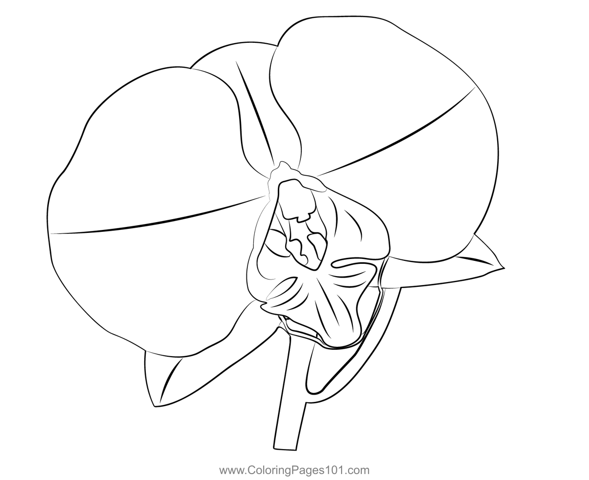 Dendrobium Orchid Flower Coloring Page for Kids - Free Dendrobium ...