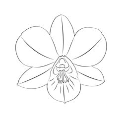 Dendrobium Orchid Free Coloring Page for Kids