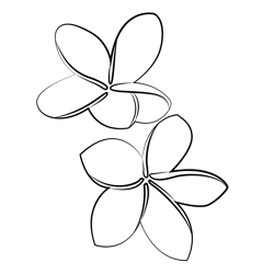 Frangipani Flower Free Coloring Page for Kids