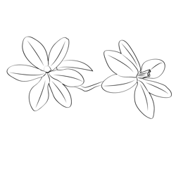 Freesia 1 Free Coloring Page for Kids