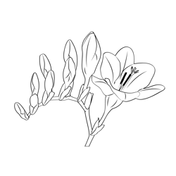 Freesia Free Coloring Page for Kids