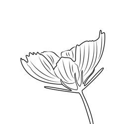 Garden Cosmos Free Coloring Page for Kids