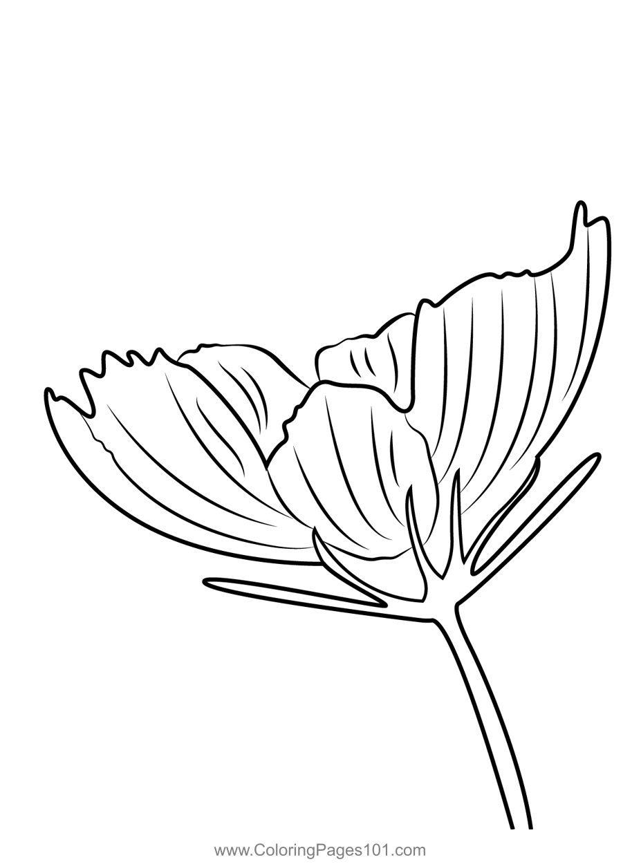 Garden Cosmos Coloring Page for Kids - Free Garden Cosmos Printable ...