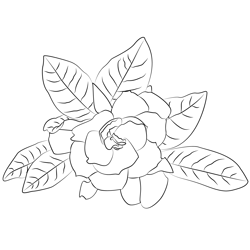 Gardenia 1 Free Coloring Page for Kids