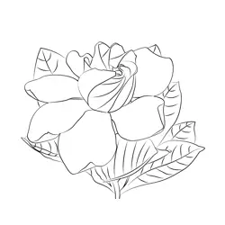 Gardenia Flower Free Coloring Page for Kids