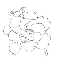 Gardenia Free Coloring Page for Kids