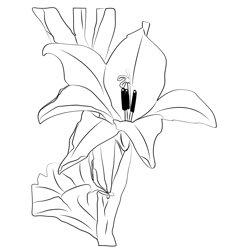 Gladiolus 1 Free Coloring Page for Kids