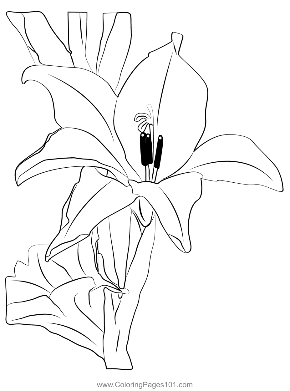 Gladiolus 1
