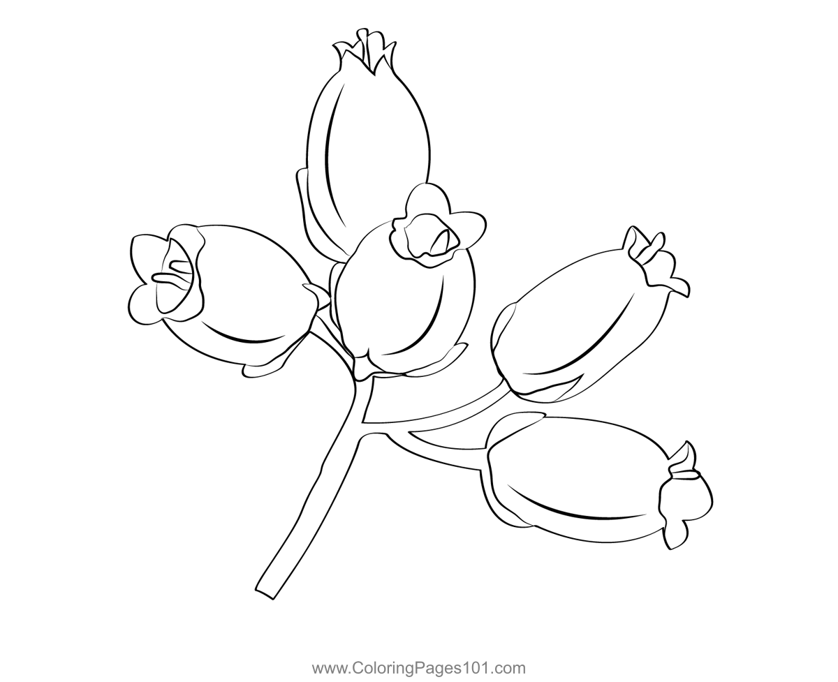 Heather Flower Coloring Page for Kids Free Heathers Printable