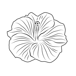 Fresh Hibiscus Flower Free Coloring Page for Kids
