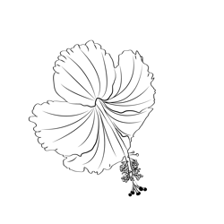 Hibiscus 1 Free Coloring Page for Kids