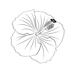 Hibiscus Flower Free Coloring Page for Kids