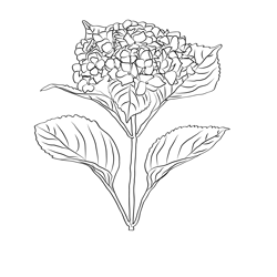 Hydrangea 1 Free Coloring Page for Kids