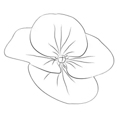 Hydrangea Flower Free Coloring Page for Kids