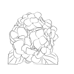 Hydrangea Free Coloring Page for Kids