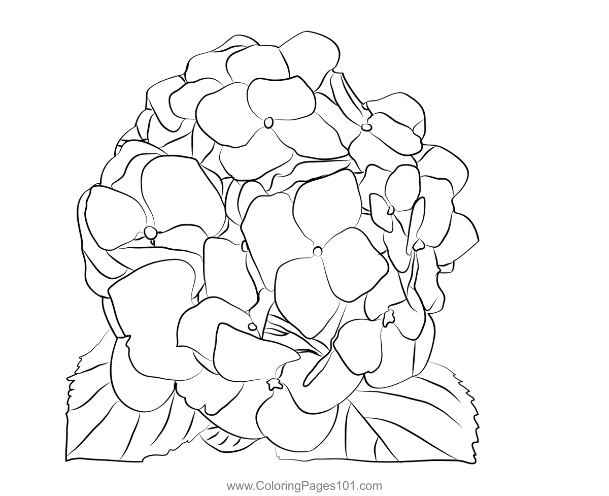 Hydrangea Coloring Page for Kids - Free Hortensias Printable Coloring