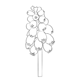 Hyacinth Flower Free Coloring Page for Kids