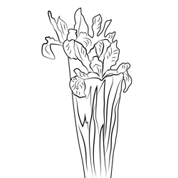 Dutch Iris Flowers Free Coloring Page for Kids