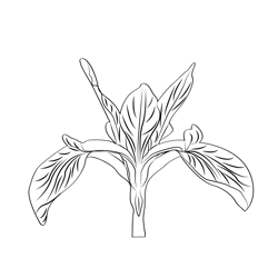 Iris 1 Free Coloring Page for Kids