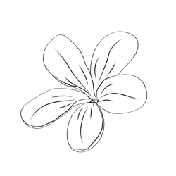 Beautiful Jasmine Flower Free Coloring Page for Kids