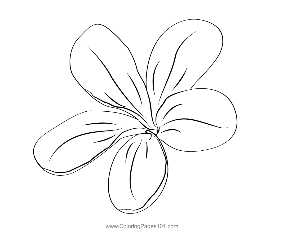 Beautiful Jasmine Flower Coloring Page for Kids - Free Jasmine