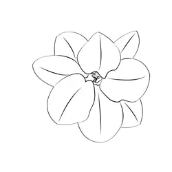 Jasmine Flower Free Coloring Page for Kids