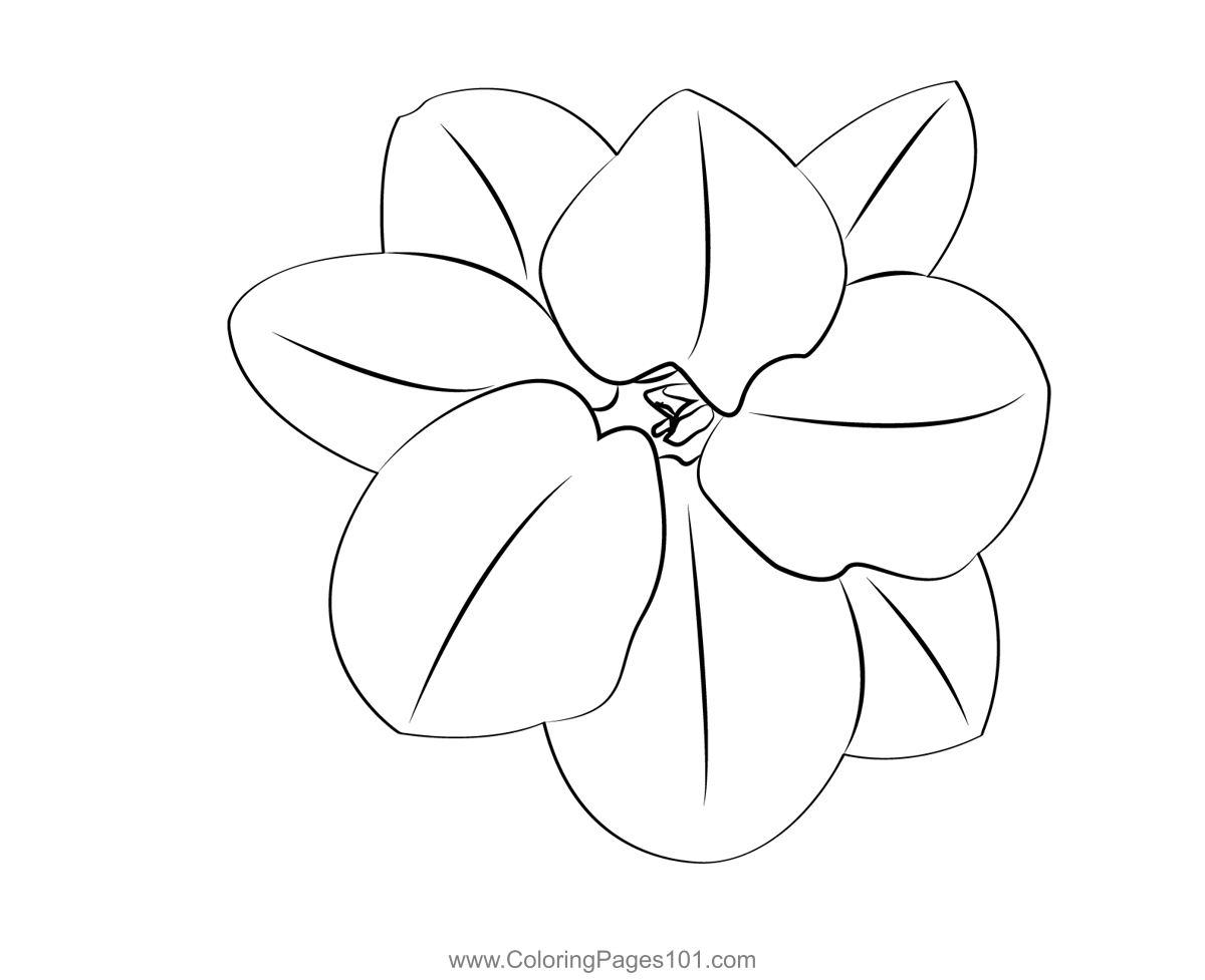 Jasmine Flower Coloring Page for Kids Free Jasmine Printable Coloring Pages Online for Kids