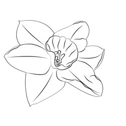 Jonquil Free Coloring Page for Kids