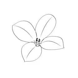 Kalanchoe Flower