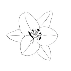 Oriental Lily 2 Free Coloring Page for Kids