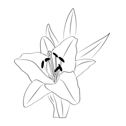 Oriental Lily Flower Free Coloring Page for Kids