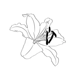 Oriental Lily Free Coloring Page for Kids