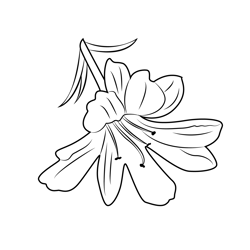 Tiger Lily Flower Free Coloring Page for Kids