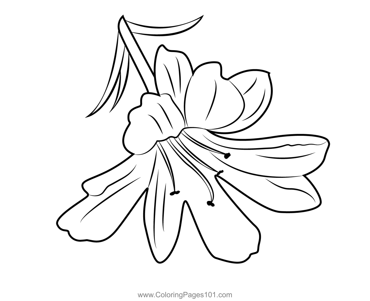 Tiger Lily Flower Coloring Page for Kids - Free Lilies Printable ...