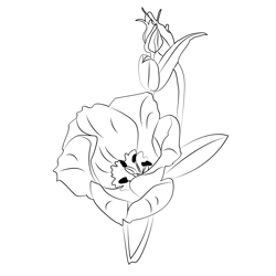 Lisianthus Flower Free Coloring Page for Kids