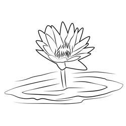 Lotus In Water Free Coloring Page for Kids