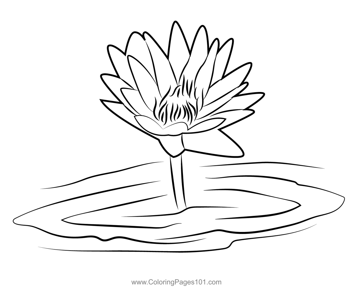 Lotus In Water