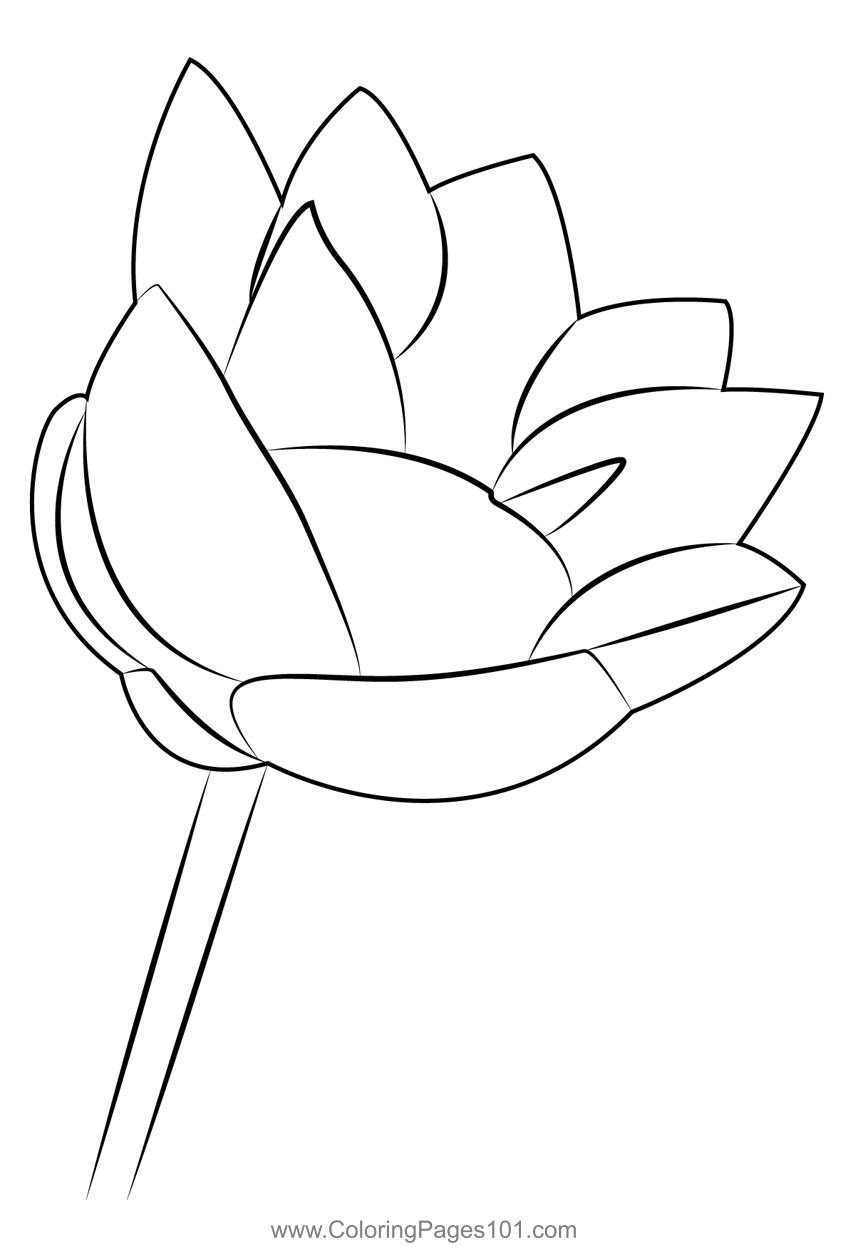 Simple Lotus
