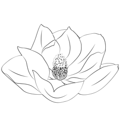 Magnolia Flower Free Coloring Page for Kids