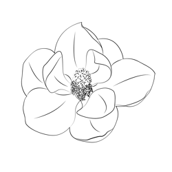 Magnolia Free Coloring Page for Kids