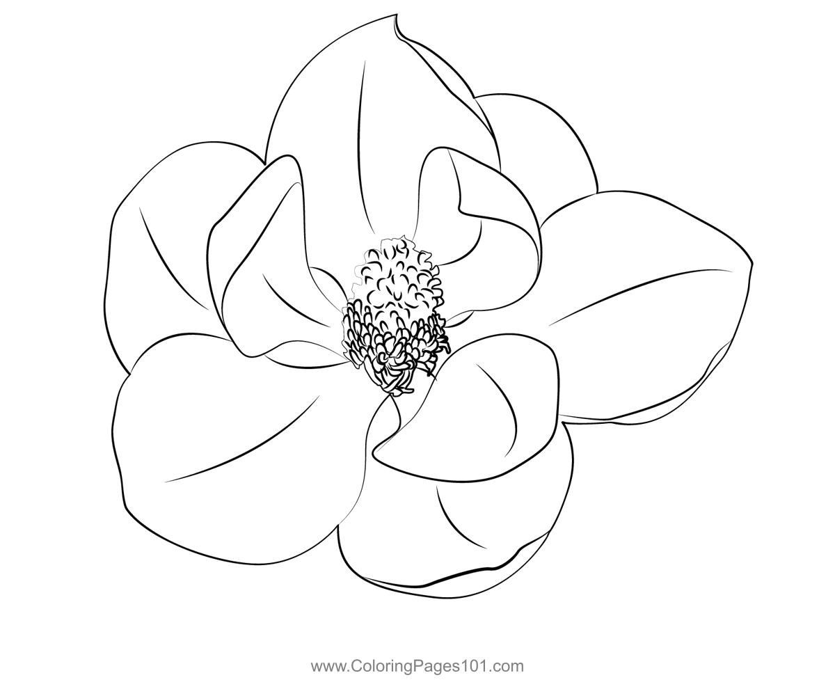 Magnolia Coloring Page for Kids - Free Magnolias Printable Coloring ...