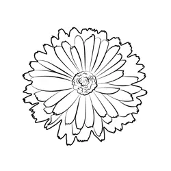 Beautiful Marigold Free Coloring Page for Kids