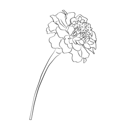 Marigold 1 Free Coloring Page for Kids