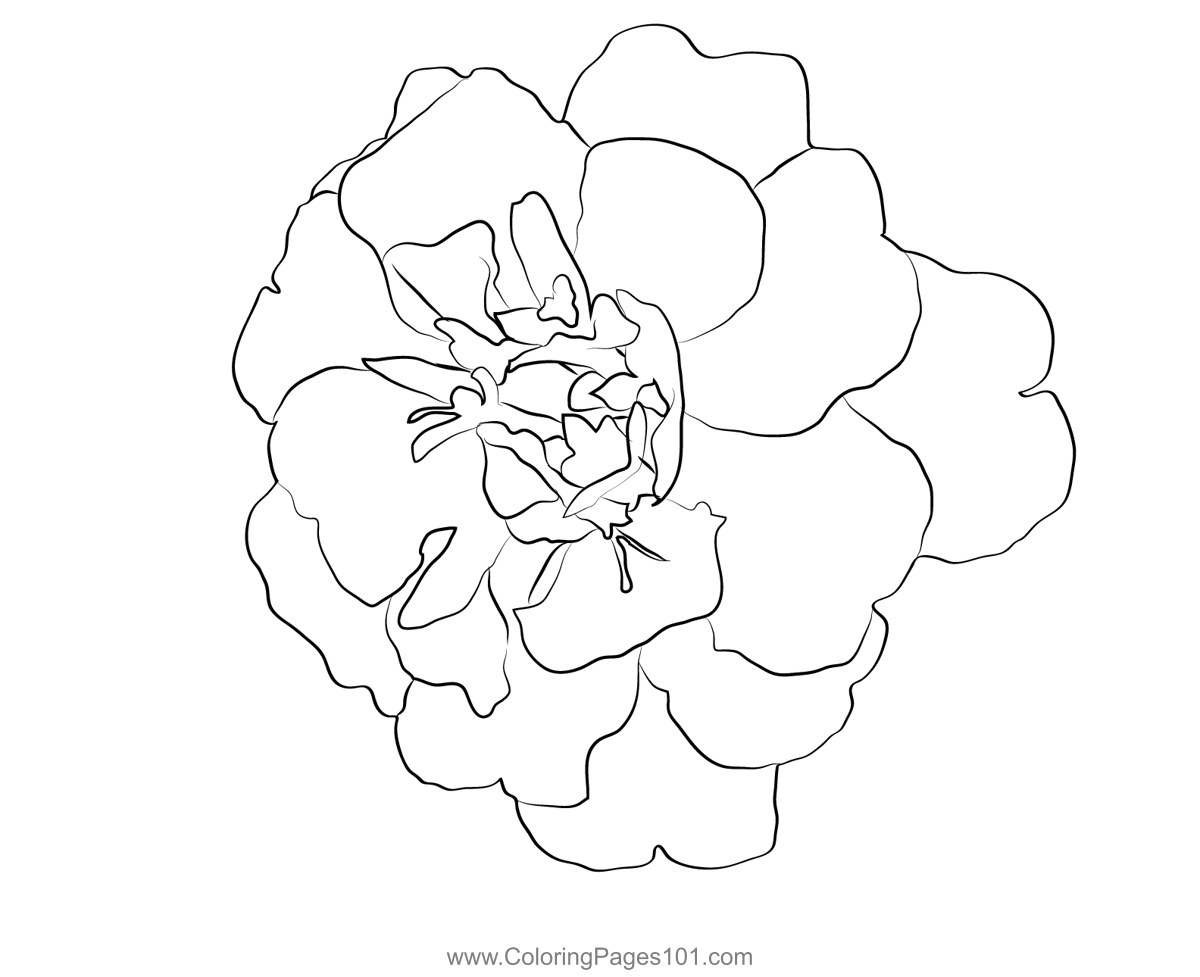 Marigold Flower Coloring Page for Kids - Free Marigolds Printable