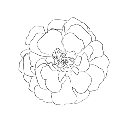Marigold Free Coloring Page for Kids