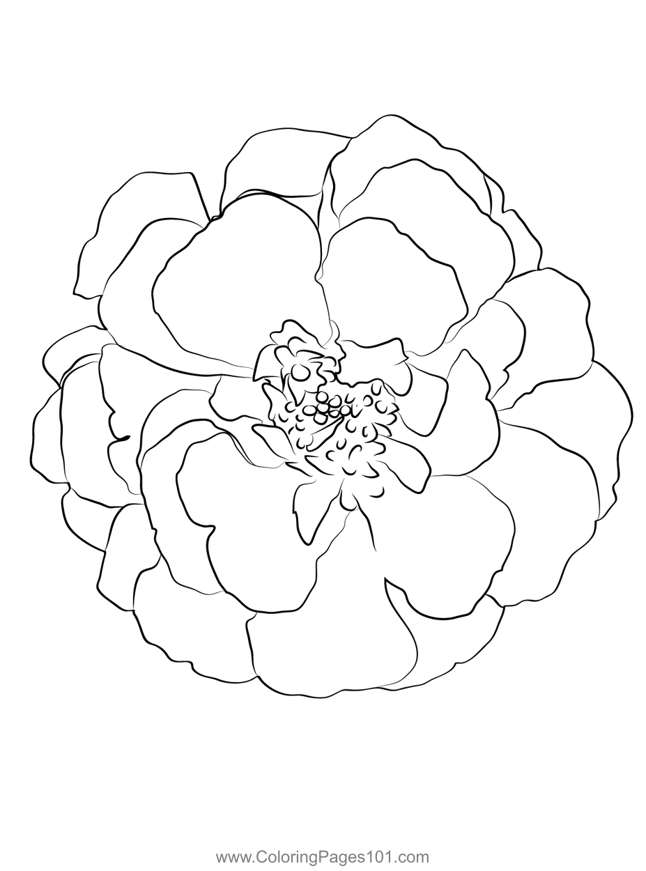 Marigold Coloring Page for Kids - Free Marigolds Printable Coloring ...