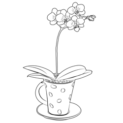Teacup Orchid Free Coloring Page for Kids